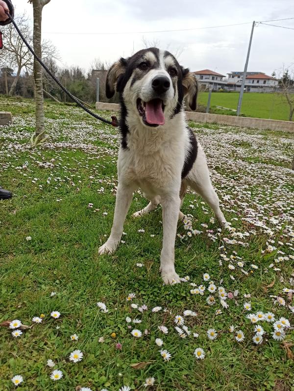 Alice Dolce Cagnolina Taglia Media